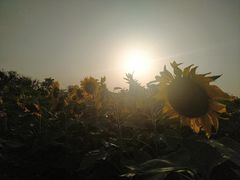 -映月湖中央公园