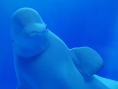 -多彩贵州城极地海洋世界