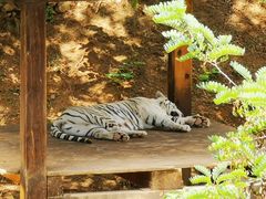 -石家庄市动物园