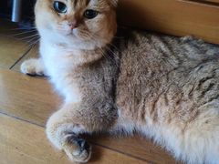 -旬怀石料理(嘉善老市店)