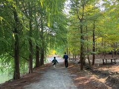 -上海海湾国家森林公园