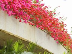 -光明小镇欢乐田园