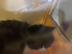 -纳吉亚猫专科动物医院·北北分院