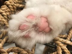 -飞行喵MR PILOT|猫舍·猫咖(静安大融城店)