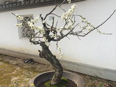 -苏州上方山国家森林公园