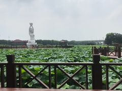 -荷塘月色湿地公园·向阳花洲