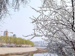 -桃花堤公园