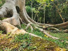 -中国科学院西双版纳热带植物园