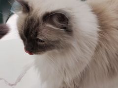 -安格丽娜·狗咖·猫咖羊驼咖(春熙路百盛商场店)