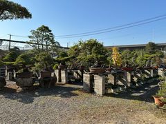 -龙大花卉苗木市场