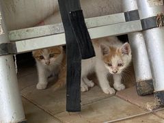 -庞各庄翠芳园西瓜蔬菜基地采摘园