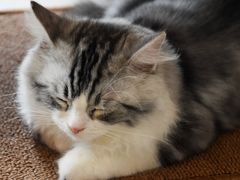 -飞行喵MR PILOT|猫舍·猫咖(静安大融城店)