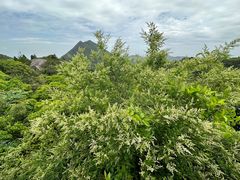-大罗山风景区