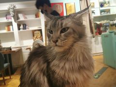 -猫小院猫主题餐厅(三里屯店)