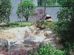 -成都大熊猫繁育研究基地