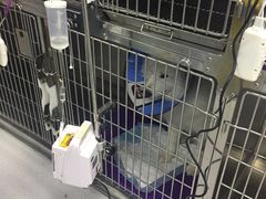 -睿金宠物医院·CT·肿瘤·骨外科