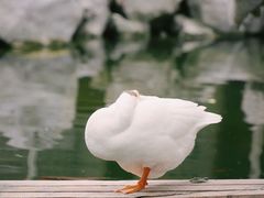 -龙华寺