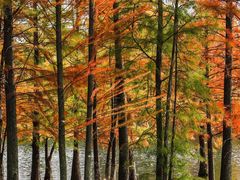 -白鹭湾湿地公园