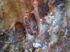 酱排骨-老杨家熟食店