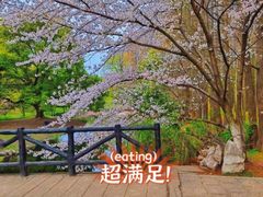 -上海共青森林公园