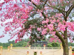 -东莞植物园