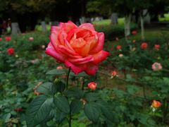 -花溪公园
