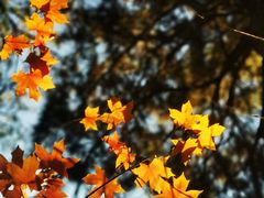 -北京西山国家森林公园