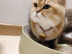 -猫在这儿猫咪咖啡馆·撸猫馆