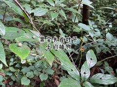 -武陵山森林公园