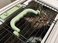 -宠爱国际动物医院·消化内科·心肾内科·ISFM猫友好(望京店)