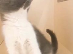 -lincat·猫舍(广州店)