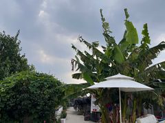 -樂桃源奉贤黄桃种植采摘基地