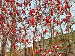 -北京大学燕东园