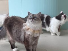 -怪兽屋·羊驼·猫咖·狗咖(俊华广场店)