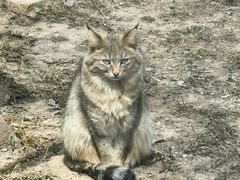 -青藏高原野生动物园