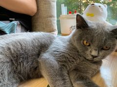 -猫和宫(六道口店)
