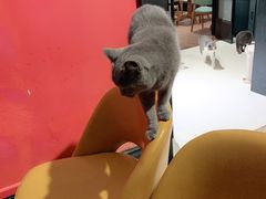 -猫色咖啡·猫咖