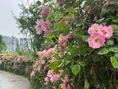 -三圣花乡旅游区