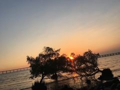 -宝安西湾红树林湿地公园