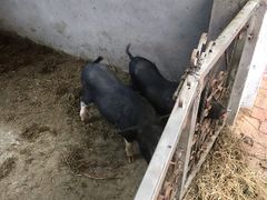 -小仙居·农家宴烤羊· 农庄