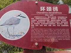 -北海金海湾红树林生态旅游区