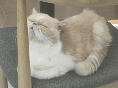 -喵园·猫主题咖啡厅·撸猫·猫咖(国贸店)