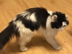 -喜多萌中农锦绣动物医院24H·猫科·牙科MRI·CT