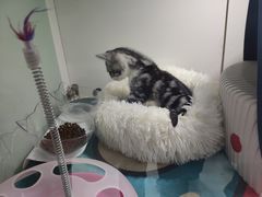 -糯米喵星人·撸猫猫舍咖啡馆(西市场嘉华店)