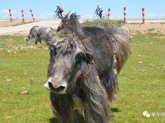 -青海湖国家重点风景名胜区