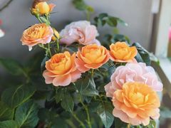 -双季花艺园艺市场(浦东店)