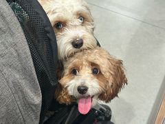 -FAELING PETS美天灵宠物(合生汇店)