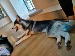 -Husky Go! 哈士奇体验馆·宠物咖啡厅狗咖