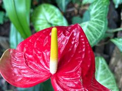 -西双版纳原始森林公园