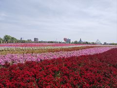 -荷兰花海
